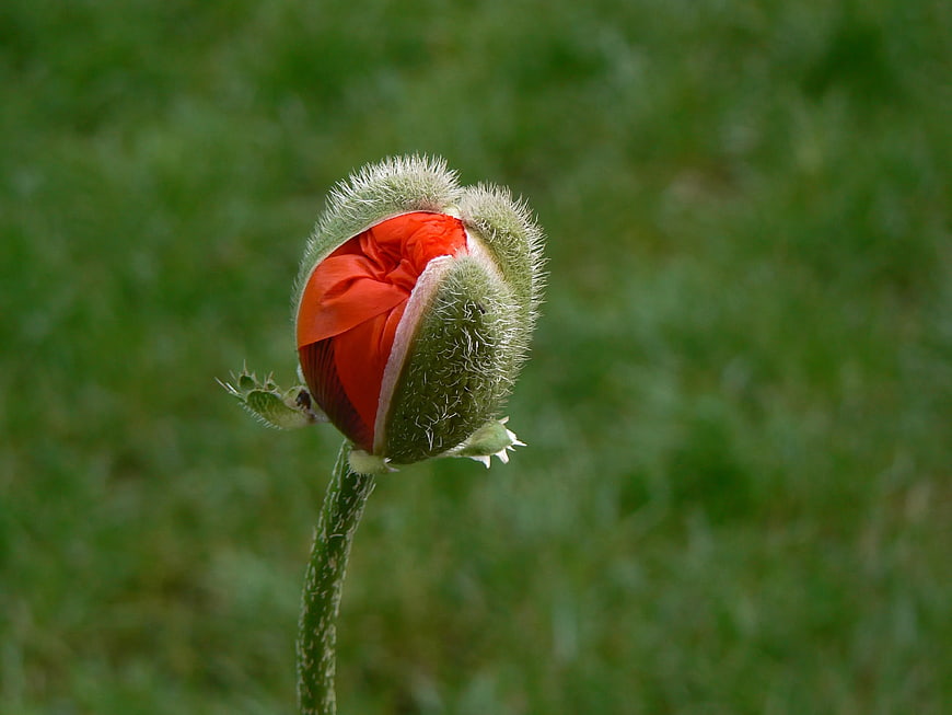 Close-up of a red poppy bud about to bloom