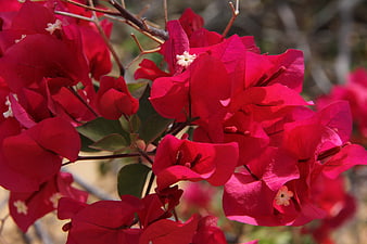Vibrant Red Bougainvillea Flowers in Close-Up