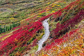 Winding Trail Through Vibrant Red Autumn Tundra Landscape