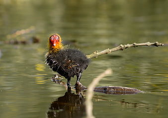 Cute juvenile coot chick standing on branch in water