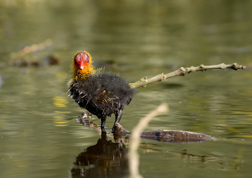 Cute juvenile coot chick standing on branch in water