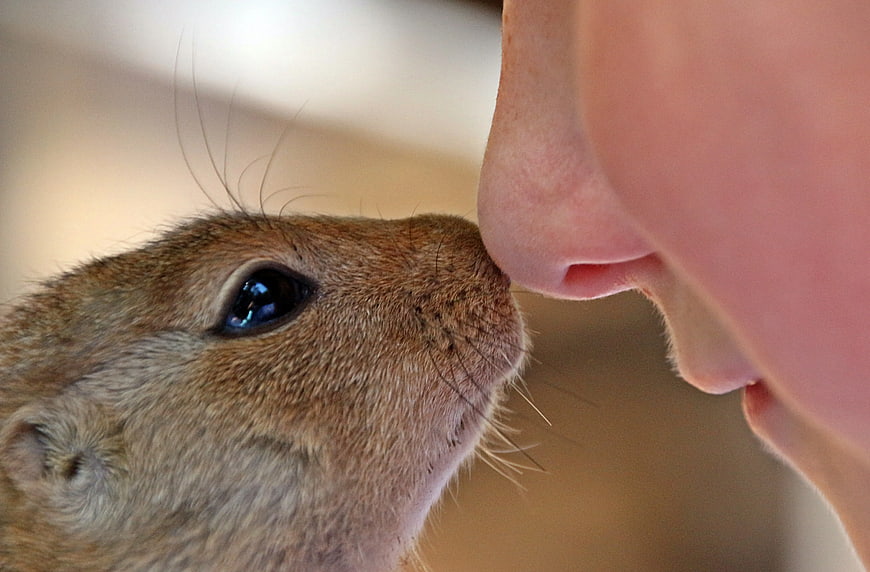 Close-up of prairie dog touching nose to human face