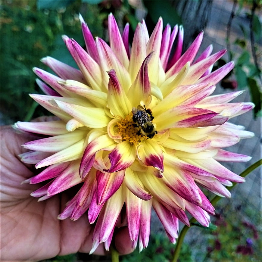 Bumblebee Pollinating Pink and Yellow Dahlia Flower