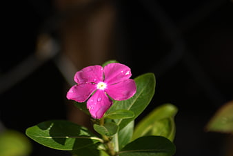 Vibrant Pink Periwinkle Flower with Water Droplets