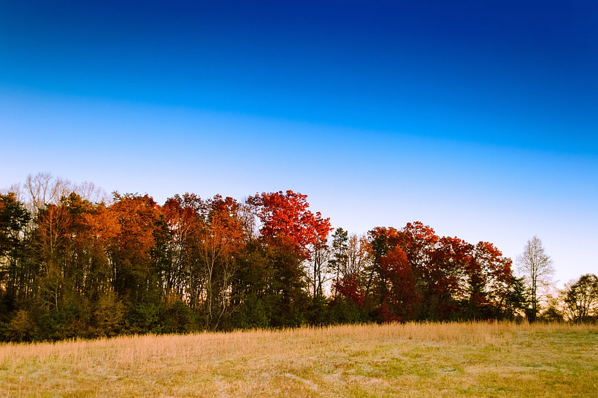 Vibrant autumn landscape with red trees and blue sky