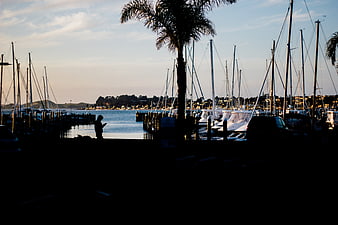 Silhouette of marina with sailboats and palm tree at dusk