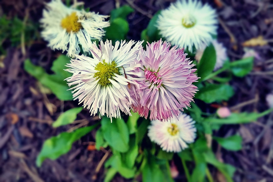 Close-up of Pink and White Strawflowers in Garden