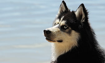 Portrait of a Siberian Husky with Blue Eyes