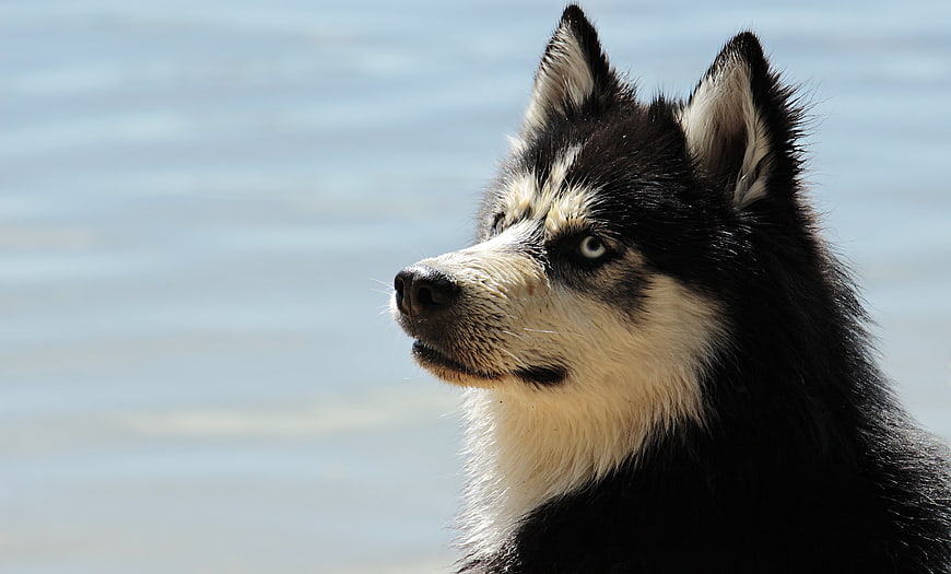 Portrait of a Siberian Husky with Blue Eyes