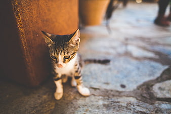 Cute Tabby Kitten Sitting on Stone Floor