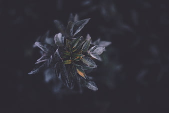 Dark moody close-up of green leaves with frost texture