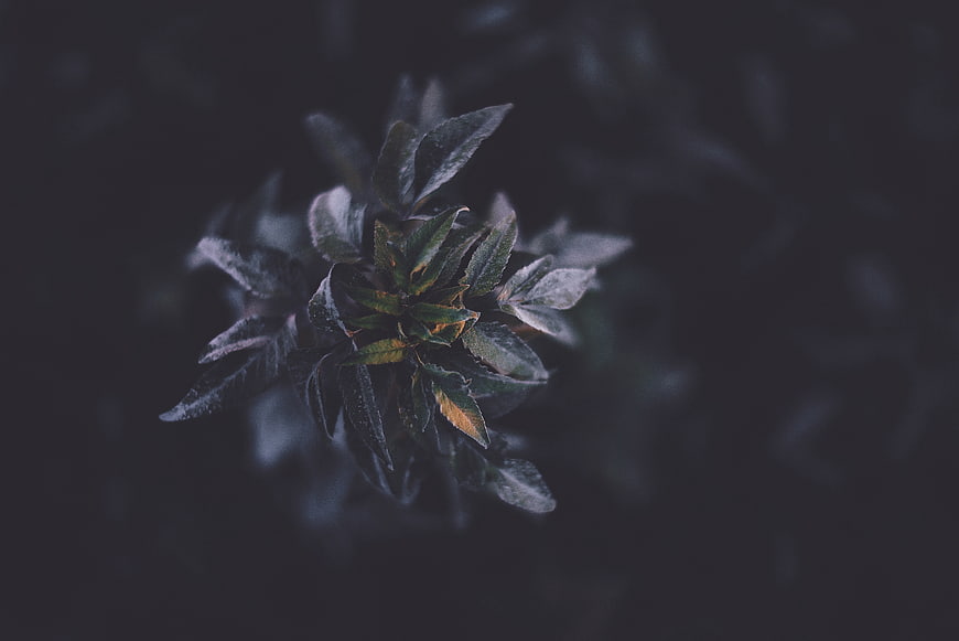 Dark moody close-up of green leaves with frost texture