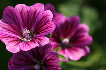 Close-up of vibrant purple mallow flowers in a garden