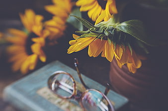 Sunflowers and Reading Glasses on Vintage Book