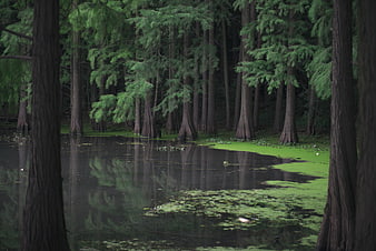 Misty Cypress Forest With Green Algae Pond Reflections