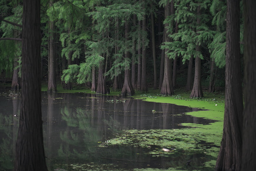 Misty Cypress Forest With Green Algae Pond Reflections