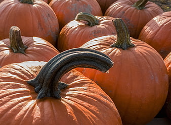 Close-up of orange pumpkins with curved stems in autumn sunlight