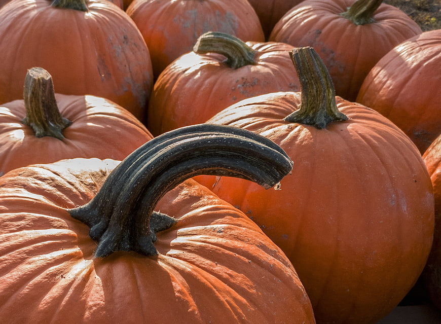 Close-up of orange pumpkins with curved stems in autumn sunlight