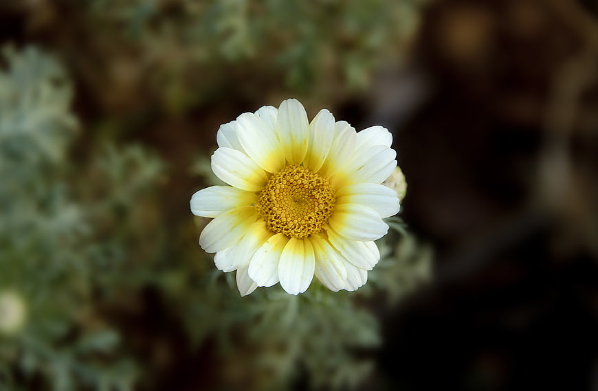 Close-up of a white and yellow daisy flower with blurred background