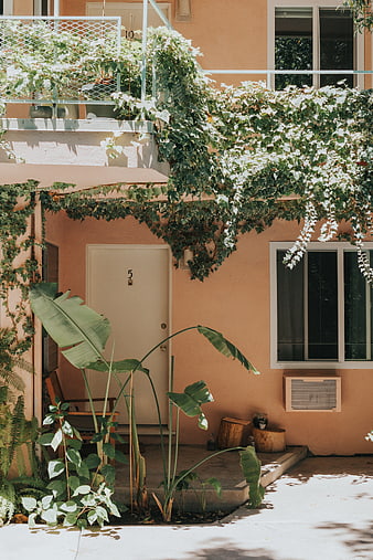 Sunny Apartment Entrance with Lush Green Plants and Ivy