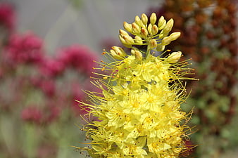 Close-up of yellow bear's breeches flower with pink background