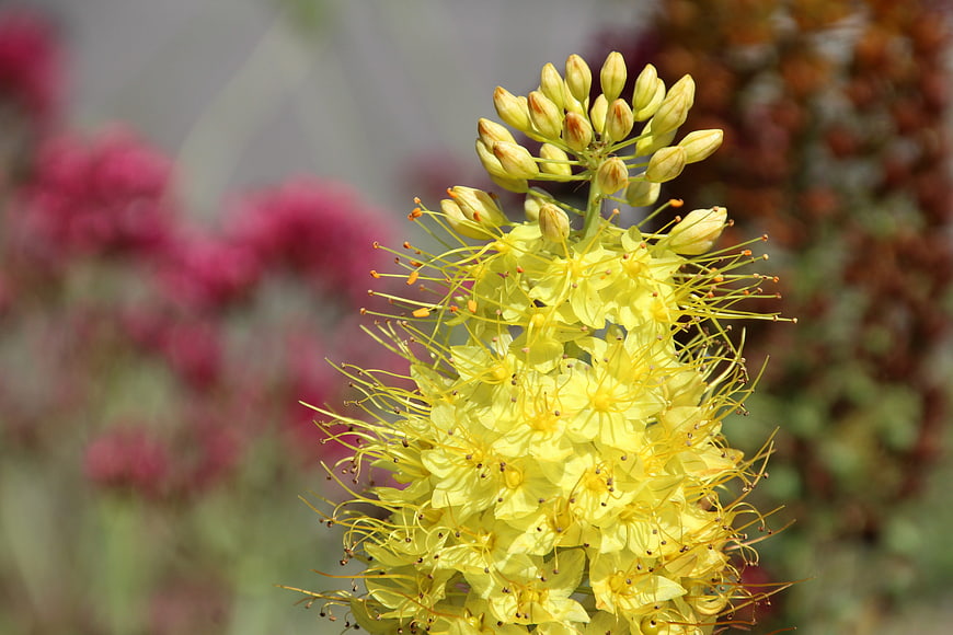 Close-up of yellow bear's breeches flower with pink background