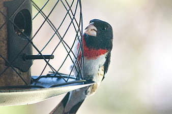 Rose-breasted Grosbeak Perched on Bird Feeder