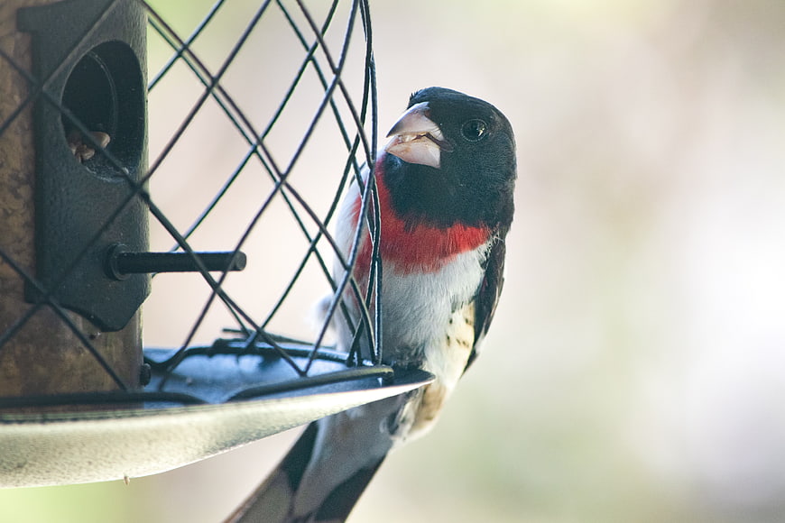 Rose-breasted Grosbeak Perched on Bird Feeder