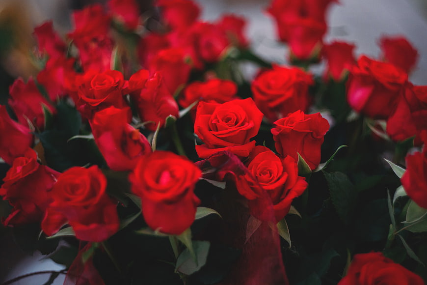 Close-up of vibrant red roses in a romantic bouquet
