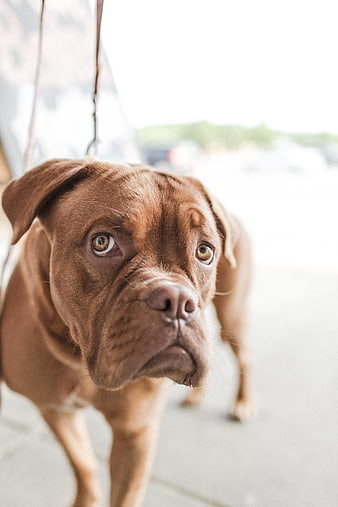 Close-up Portrait of a Brown Dog with Sad Eyes