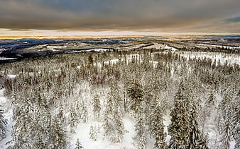 Aerial View of Snow-Covered Pine Forest in Winter