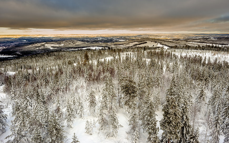 Aerial View of Snow-Covered Pine Forest in Winter