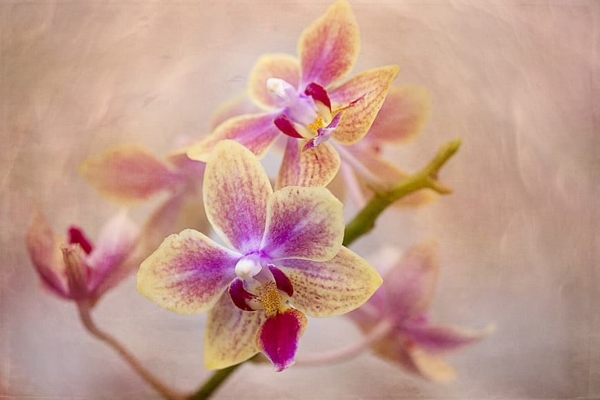 Close-up of Pink and Yellow Orchid Flowers on Textured Background