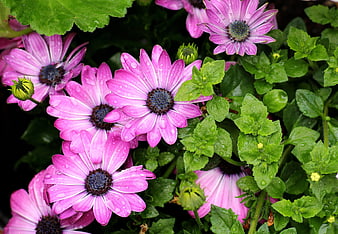 Vibrant Pink Osteospermum Flowers with Water Droplets