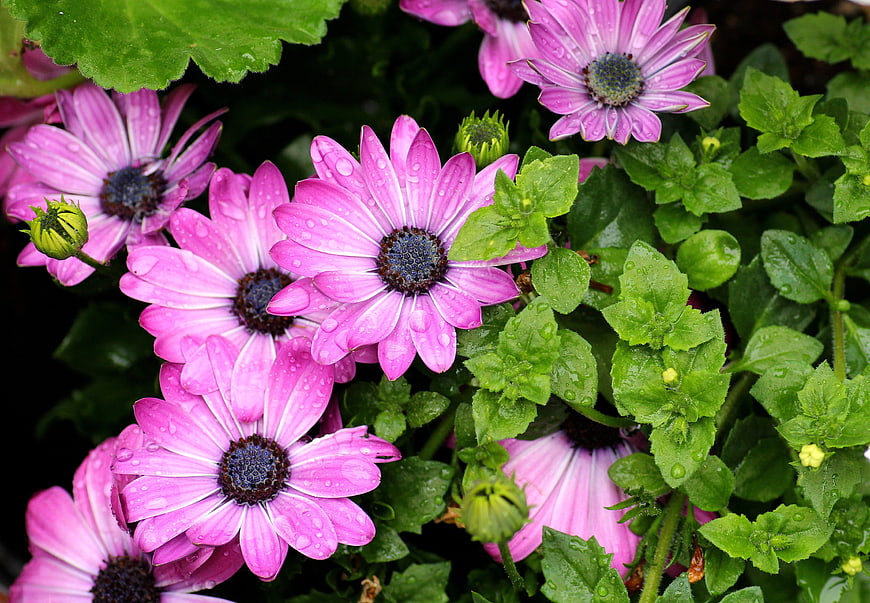 Vibrant Pink Osteospermum Flowers with Water Droplets