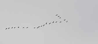 Flock of birds flying in V formation against gray sky