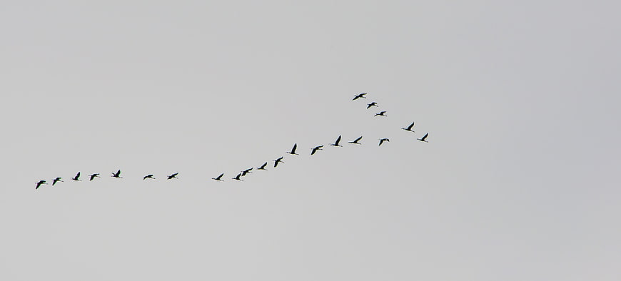 Flock of birds flying in V formation against gray sky
