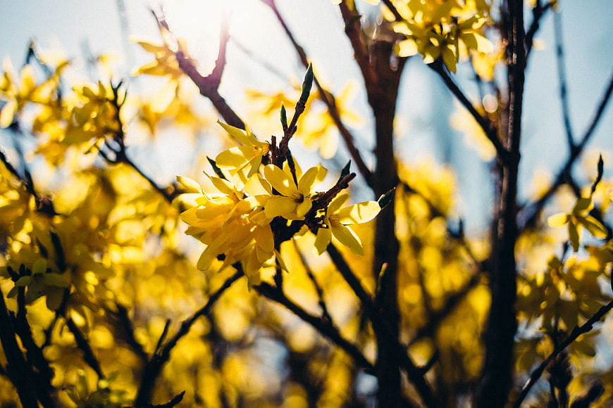 Sunlit yellow forsythia flowers on branches against blue sky