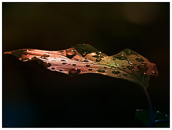 Close-up of a wet leaf with water droplets in morning light