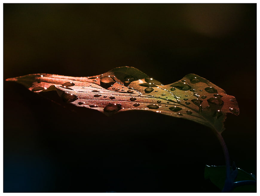 Close-up of a wet leaf with water droplets in morning light