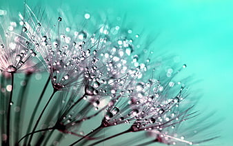 Macro Dandelion Seeds with Dewdrops on Teal Background