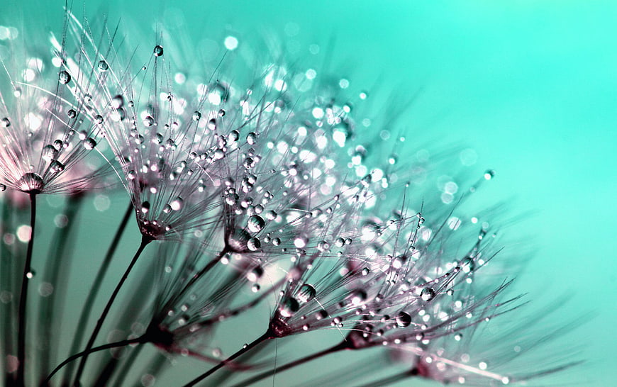 Macro Dandelion Seeds with Dewdrops on Teal Background