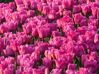 Vibrant Pink Tulip Field in Golden Hour Sunlight