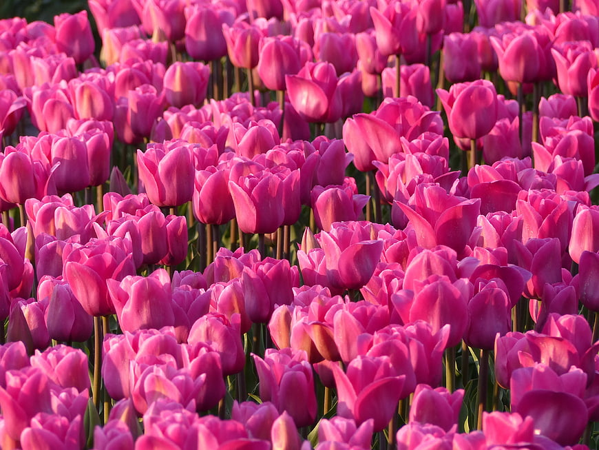 Vibrant Pink Tulip Field in Golden Hour Sunlight