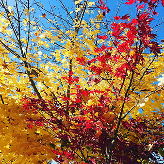 Vibrant Red and Yellow Autumn Leaves Against Blue Sky