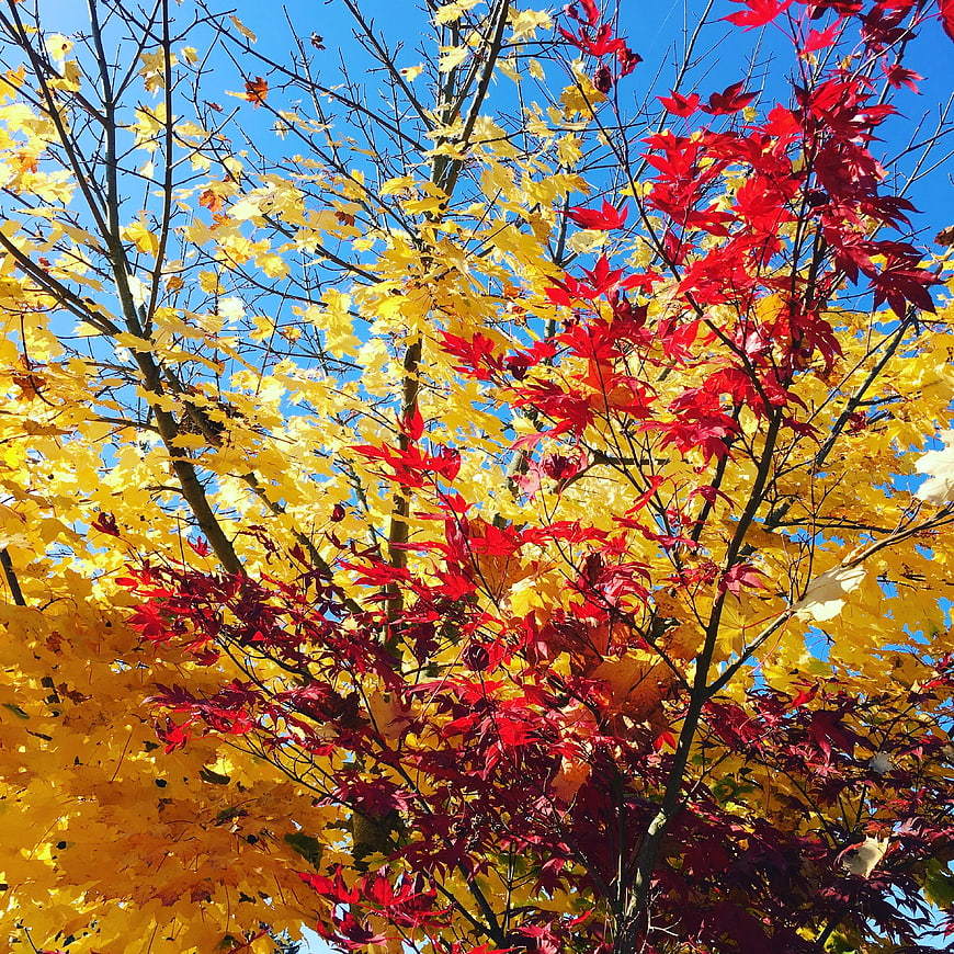 Vibrant Red and Yellow Autumn Leaves Against Blue Sky