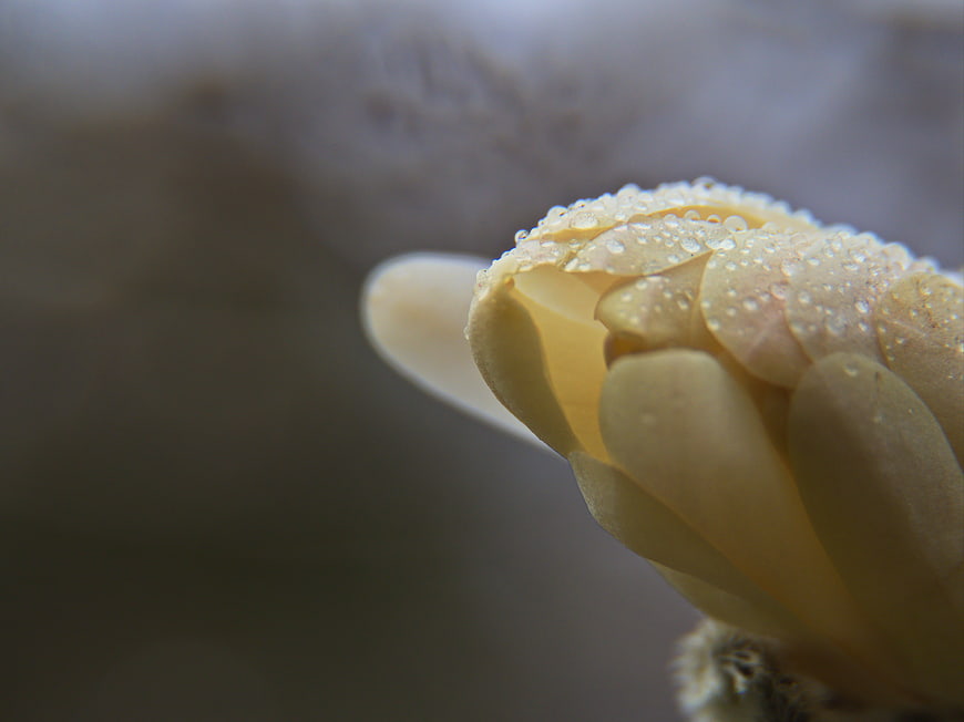 Macro Close-Up of Yellow Flower Bud with Water Droplets
