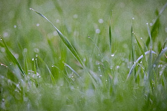 Close-up of green grass blades with morning dew drops
