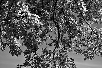Black and white maple tree branches against sky
