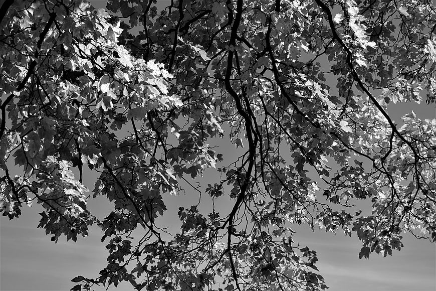Black and white maple tree branches against sky